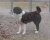 STORIE VERE  SUI CANI DA GUARDIA (Video 2)